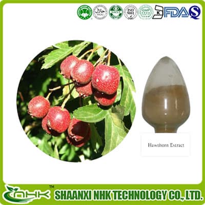 Hawthorn Leaf _ Fruit Extract